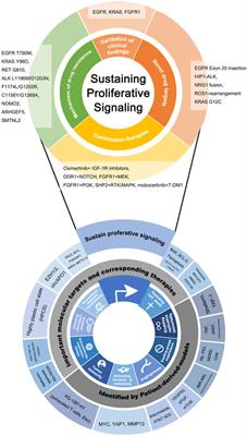 Footprints: Stamping hallmarks of lung cancer with patient-derived models, from molecular mechanisms to clinical translation